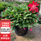 蟹爪蘭帶花苞大苗花卉盆栽室內(nèi)陽臺(tái)辦公帶根D7 蟹爪蘭紅色帶花苞【26-30棵】 原土+加倫盆