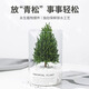 馨顏植高端盆栽綠植室內(nèi)辦公室桌面綠植真樹(shù)裝飾擺件家用放青松送女朋友 【爆款】放青松高款【代寫(xiě)賀卡】18*10CM 帶盆栽好