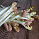 綠食者新鮮花生芽500g 花生苗食用生鮮蔬菜芽苗長(zhǎng)壽芽西餐沙拉火鍋食材