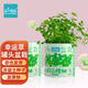IAM City Farmer三葉幸運(yùn)草罐頭diy兒童種植小盆栽綠植植物種子好運(yùn)罐頭禮物10067