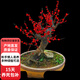 歐芽梅花盆栽老樁紅梅臘梅盆景樹(shù)苗花卉植物室內陽(yáng)臺庭院花苗D7 紅梅8年盆景苗 不含盆