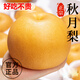 粵迎山東秋月梨新鮮水果當(dāng)季正宗中秋新鮮水果冰糖梨脆甜多汁送人整箱 凈4.5-5斤精選果【4-12個(gè)】