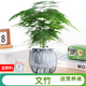綠有意綠蘿籮發(fā)財樹(shù)綠植盆栽花卉室內吸除甲醛桌面水培懶人植物四季好養 【灰色南瓜】文竹