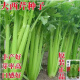 芹菜種子四季西芹玻璃翠實芹菜種籽皇后西芹種子籽蔬菜種子孑大全 四季大肉西芹種子一包1000粒