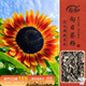 壽禾 向日葵種子苗彩色混色花籽 濰豐繽紛向陽(yáng)向日葵種子5g約190粒