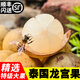 千果娘娘泰國進(jìn)口新鮮龍宮果熱帶水果香果龍貢愛情果椰色果順豐 【商超5A級大果】 【商超5A級大果】1斤
