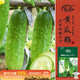 壽禾 山東旱黃瓜種子苗青瓜蔬菜種籽 濰育青美玉旱黃瓜種子10g約200粒
