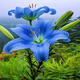 柏農重瓣香水百合花種球四季開(kāi)花好養易活盆栽鮮花庭院綠植物花卉種子 海底藍天【5種球帶盆栽好發(fā)貨】