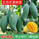 芒果樹(shù)苗嫁接苗金煌芒四季芒果苗樹(shù)當年結果庭院盆栽果樹(shù)果苗特大 金煌芒（大果品種） 5年苗2.5-3公分粗（當年結果）