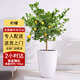Only you【兩小時(shí)達】檸檬樹(shù)盆栽可食用花卉辦公室網(wǎng)紅好養同城配送開(kāi)業(yè) 檸檬盆栽C款
