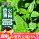 花沃里香水薄荷種子約1000粒盆栽種籽花卉種子四季花種家庭盆栽陽(yáng)臺(tái)庭院