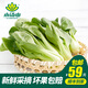 小湯山 油菜 約250g 新鮮蔬菜基地種植當(dāng)天采摘
