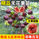 戀品惠無(wú)花果苗波姬紅無(wú)花果樹(shù)果苗矮化盆栽四季南方北方氣候適合果樹(shù)苗 6年無(wú)花果苗品種備注