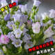 風(fēng)鈴花種子風(fēng)鈴草好種易活室內外庭院陽(yáng)臺盆栽花卉種籽花種子大全 風(fēng)鈴草種子【混色 1000?！?肥料