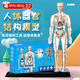OEMG人體結(jié)構(gòu)骨骼模型解剖可拆卸拼裝內(nèi)臟器官結(jié)構(gòu)人體模型兒童玩具 全透明款-人體模型 【可視化，可拼裝】
