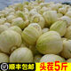 【順豐快遞】東北香瓜白糖罐京蜜甜瓜新鮮水果現(xiàn)摘特產(chǎn)小甜瓜整箱 5斤精選大果 頭茬精選現(xiàn)摘現(xiàn)發(fā)