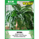 臨雅霸王蕨吊盆栽水培蕨類植物室內(nèi)綠植雨林壁掛造景長葉垂吊波士頓蕨 霸王蕨100-120厘米【掛鉤盆】