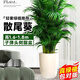 中夢(mèng)散尾葵植物盆栽客廳大型綠植室內辦公室鳳尾竹盆景天堂鳥(niǎo)花卉 散尾葵高1.6-1.8米+子彈頭樹(shù)脂盆
