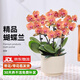 歐芽蝴蝶蘭盆栽帶花苞客廳辦公室桌面四季好養花卉綠植開(kāi)業(yè) 橙紅色系蝴蝶蘭【6花劍 帶花苞】+陶瓷花盆