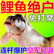 魔荒鯉魚(yú)餌料野釣專(zhuān)用專(zhuān)攻鯉魚(yú)四季新款誘魚(yú)黑坑主攻野生鯉魚(yú)餌料通殺 3包裝【新手爆護裝】