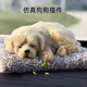 萊樞匯汽車(chē)內用品動(dòng)物裝飾車(chē)載擺件中控臺玩偶竹炭包精致仿真狗狗玩具 仿真金毛款-動(dòng)物汽車(chē)擺件
