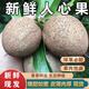 果坊情順豐越南人心果新鮮水果仙人果人參果熱帶應當季孕婦稀有罕見(jiàn)水果 1斤裝 大果120-250g
