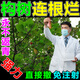 構(gòu)樹爛根藥專除構(gòu)樹谷皮樹假楊梅楮實(shí)子灌木拉拉藤專用竹草粉 【體驗(yàn)裝】 500g 1桶