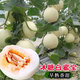 白甜瓜種子耐旱脆甜薄皮香瓜種子四季易種植蔬菜甜瓜種子大全 白甜瓜種子【5包 約251?！? title=