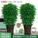 綠韻花田【兩小時達(dá)】步步高發(fā)財樹盆栽植物室內(nèi)大型植物客廳開業(yè)公司門口 幸福樹一對