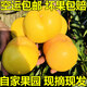 北京平谷黃油桃現(xiàn)摘黃肉大桃子當(dāng)季新鮮水蜜桃水果送禮脆甜黃桃 精選【中果】 12個禮盒裝