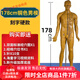 中醫針灸穴位人體模型十二經(jīng)絡(luò )圖全身銅人?？稍樉毩曅∑と舜筇?178cm大字/硬質(zhì)/銅色男模 刻字新工藝