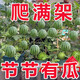 超甜蜂蜜小西瓜種子紅玉小西瓜薄皮無(wú)籽四季庭院陽(yáng)臺盆栽水果種子 蜂蜜蘋(píng)果小西瓜原裝20粒/袋