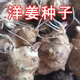 福順德2024洋姜種子現挖鬼子姜姜不辣菊芋胰島果產(chǎn)地直發(fā)種子 5斤洋姜種子