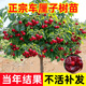 車(chē)厘子樹(shù)苗櫻桃樹(shù)苗南方北方種植盆栽庭院果樹(shù)矮化櫻桃樹(shù)大櫻桃苗 推薦5年苗當年結果