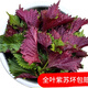 金穗 現(xiàn)摘新鮮紫蘇葉 全葉無(wú)長(zhǎng)桿 牛蛙魚(yú)蝦螺調(diào)味包烤肉香味濃郁 半斤全葉無(wú)長(zhǎng)桿