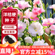 花沃里洋桔?；ǚN子500?；ɑ芊N子家庭盆栽陽(yáng)臺庭院四季水果陽(yáng)臺盆栽
