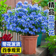 愛(ài)優(yōu)尚藍雪花爬藤大苗庭院花卉盆栽特大耐熱陽(yáng)臺藤四季開(kāi)花源頭直發(fā)
