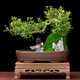 瀚林怡景（HANLINYIJING）六月雪盆景植物樹樁懸崖造型假山老樁室內(nèi)客廳辦公室綠植桌面盆栽 山水盆景（橢圓）-六月雪-帶木座