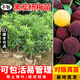 芥圃楊梅苗果樹(shù)苗 官方旗艦 楊梅苗嫁接東魁楊梅黑炭楊梅樹(shù)苗帶土當年 黑炭楊梅 【帶土帶葉發(fā)貨】 3年苗 高度：60-80公分