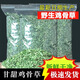 廣西野外生雞骨草茶雞骨草葉茶雞骨草藤茶500g泡茶涼茶 今年新雞骨草一斤