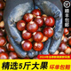 季鮮日記2025年福建板栗生新鮮建甌高山錐栗毛栗子野生油栗圓栗子農(nóng)家現(xiàn)摘 精挑大果直徑（2.3-2.6cm） 0g 凈重5斤裝