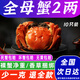 【活蟹】大閘蟹螃蟹河蟹全母2兩10只興化陽澄洪澤固城湖禮盒定制 全母1.8-2.2兩10只