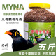 央科鷯哥鳥食飼料八哥食八哥飼料鷯哥食鳥糧抗拉稀型亮毛肥膘5斤裝 C型鷯哥食