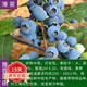 歐悟帶土藍莓苗 藍莓樹(shù)苗四季常青耐寒庭院陽(yáng)臺南北方盆栽地栽果樹(shù)苗1 薄霧6年苗【當年結果苗】 30cm(含)-60cm(不含)