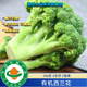 有機認證有機西蘭花3斤有機花椰菜現(xiàn)摘現(xiàn)發(fā)貨新鮮無農(nóng)殘自然生長 3斤有機西蘭花