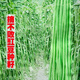 摘不敗豆角種子特長豇豆壓塌架小五葉春夏秋四季陽臺(tái)蔬菜種籽孑苗 摘不敗豇豆種子【3包】約150粒
