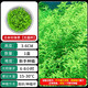 無(wú)菌杯水草造景魚(yú)缸迷你日本矮珍珠趴地牛毛天胡荽活體植物前景草 后景 日本高珍珠