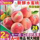 順豐水蜜桃子大果脆甜雪油冬桃新鮮水果時(shí)令當季孕婦 1000g 5A特等大果精品(順豐冷運輸)