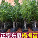 月季村楊梅樹(shù)東魁楊梅苗果樹(shù)苗庭院南北種植 東魁楊梅3年苗源頭直發(fā)裸根