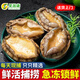 果滋康鮑魚(yú)鮮活急凍海捕大鮑魚(yú)新鮮鮮活九孔大鮑魚(yú)精品大鮑魚(yú) 鮑魚(yú)【5-6只/斤】